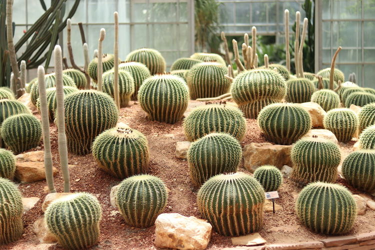 Cactus cactus