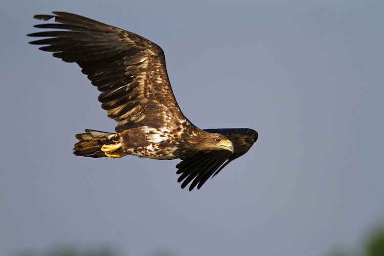 The white-tailed eagle in flight on crna mlaka fishpond