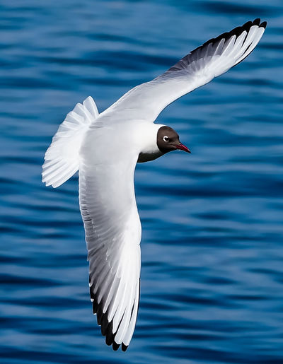 Black-headed gull flying over sea