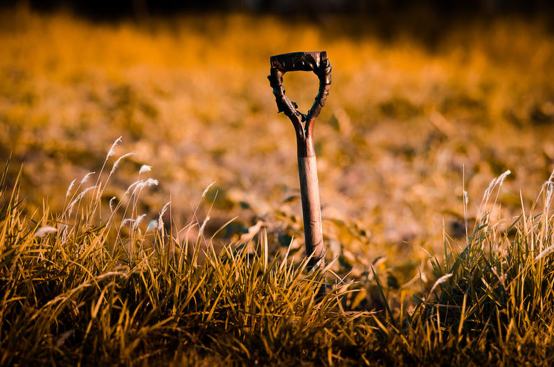 Close-up of plant on field during sunset