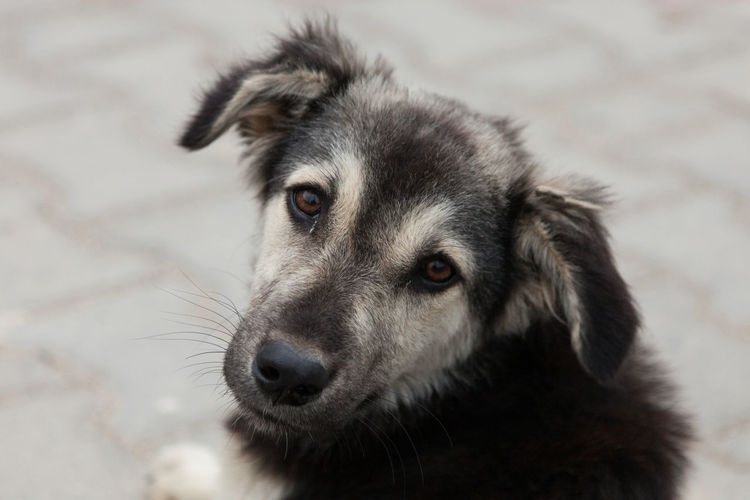 Close-up portrait of dog