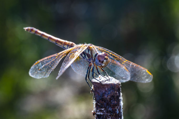 Close-up photo of a dragonfly resting in the shade