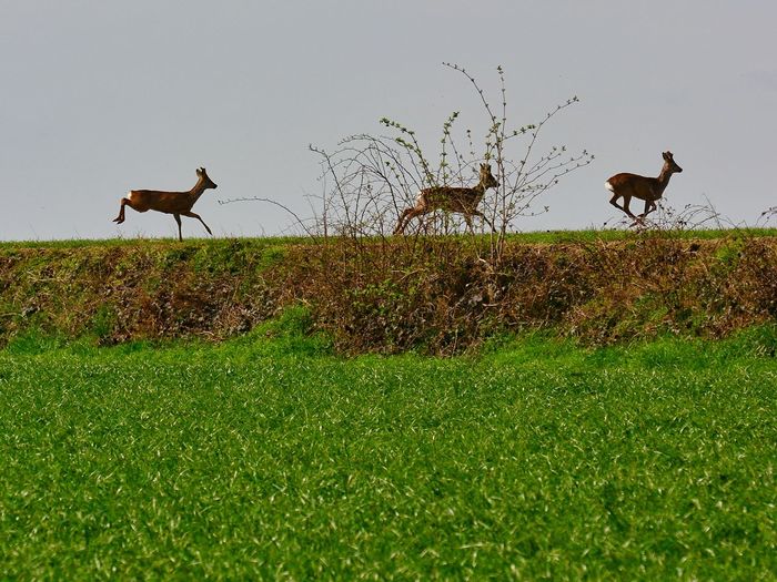 View of deer on field against sky