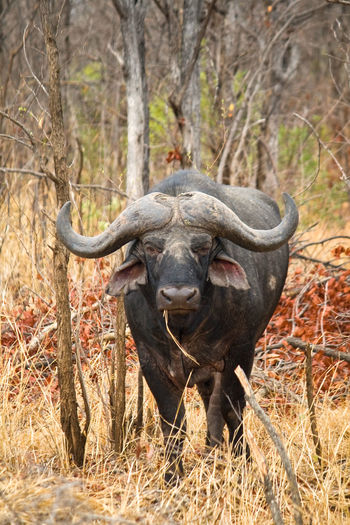 Portrait of buffalo standing on field