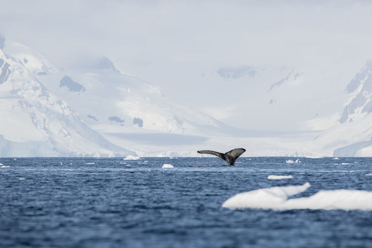 Fluke of a humpback whale with mountains and glaciers at anvers island, antarctica.