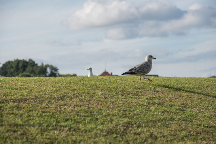 Bird perching on field against sky