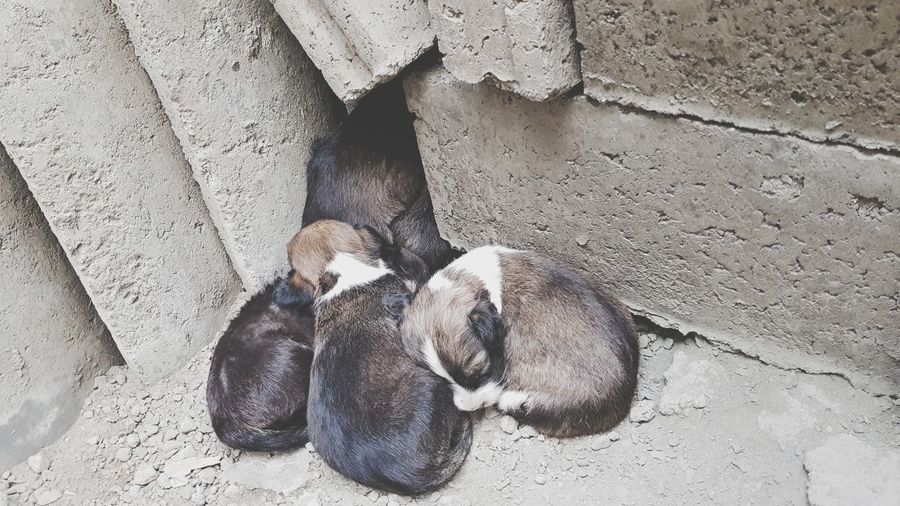 High angle view of puppy sleeping on wall