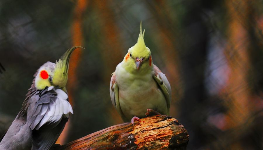Close-up of cockatiels perching on wood at zoo