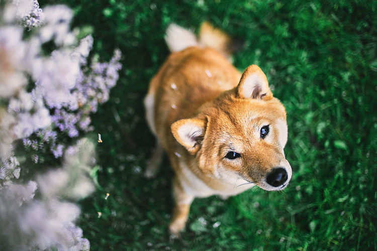 From above cute dog sitting near blooming lilac shrub with green leaves and looking at camera 