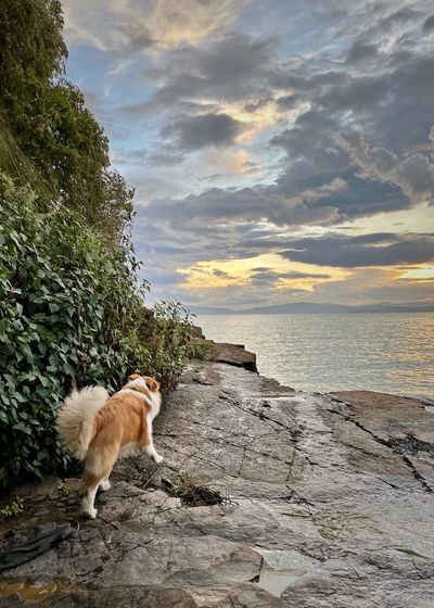 View of dog by sea against sky during sunset
