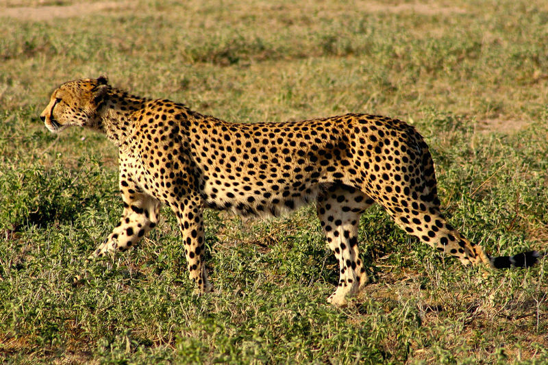 Full length of leopard in forest
