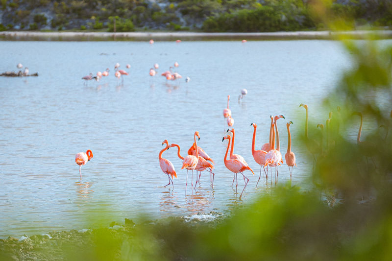 A group of flamingo behind a low bush 