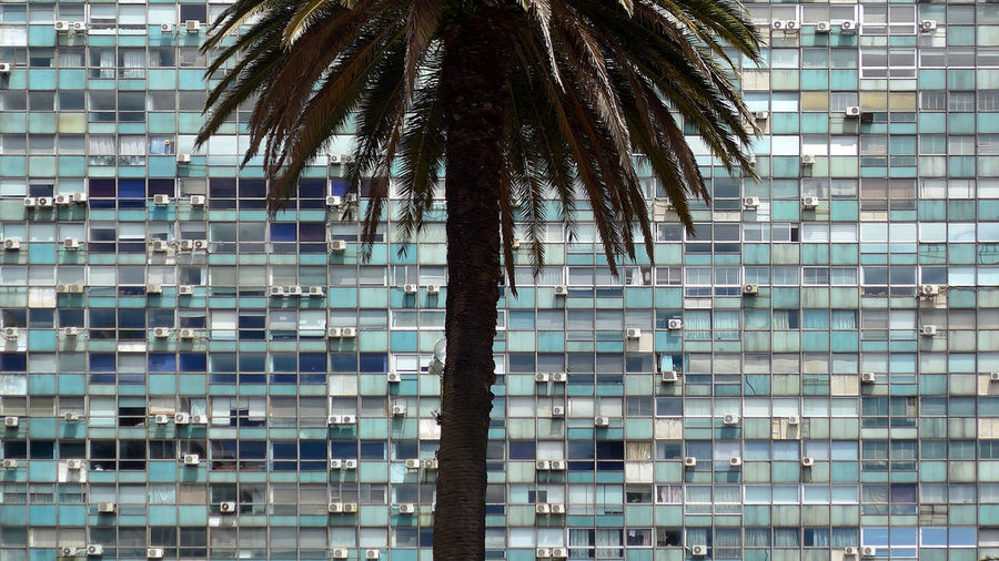 Palm tree against residential building