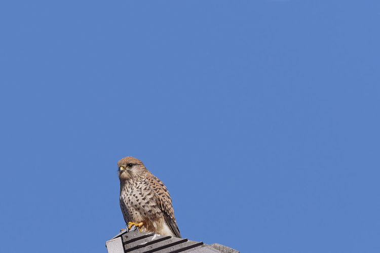 Low angle view of owl perching against clear blue sky