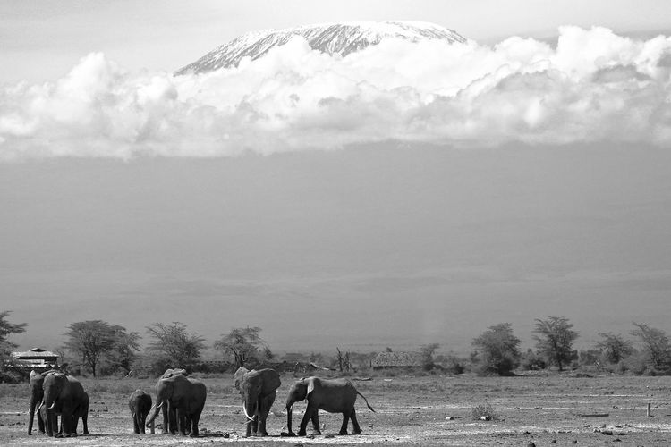 Panoramic view of elephants on field against sky