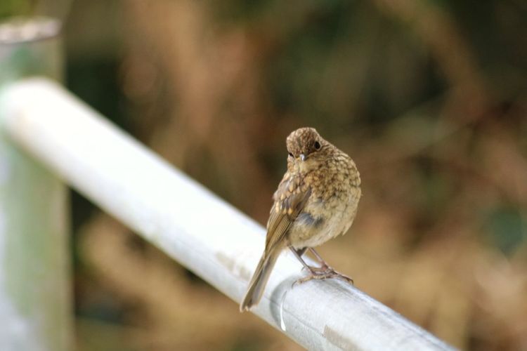 Close-up of bird perching on metal fence