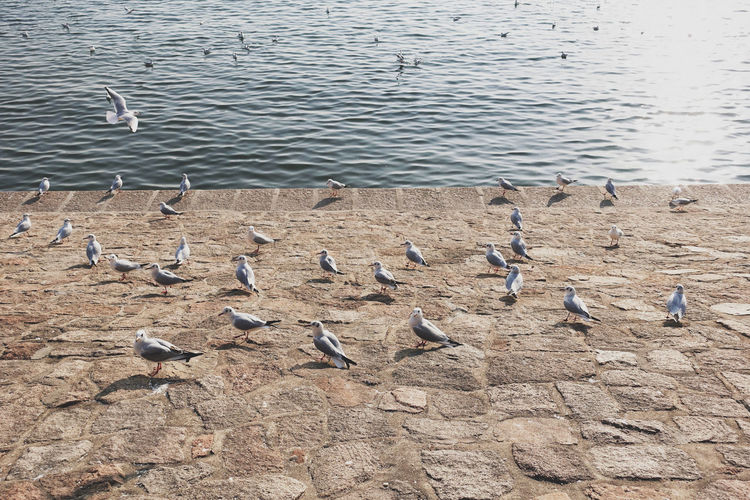 High angle view of seagulls perching on the lake