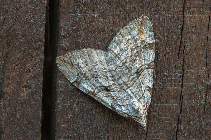 High angle view of butterfly on dry leaf