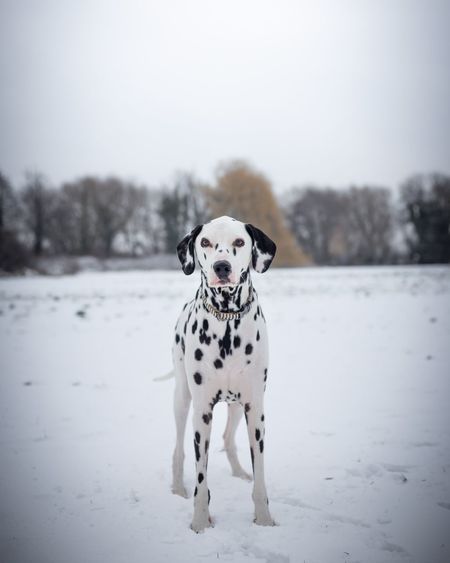 Dog standing in snowy field