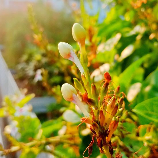 Close-up of flowering plant