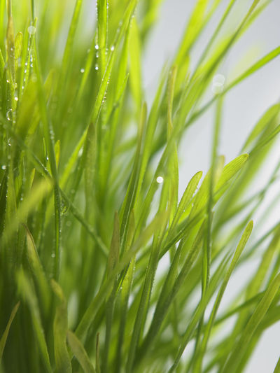 Fresh green wheat grass isolated on white background