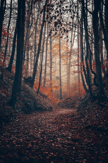 Trees in forest during autumn