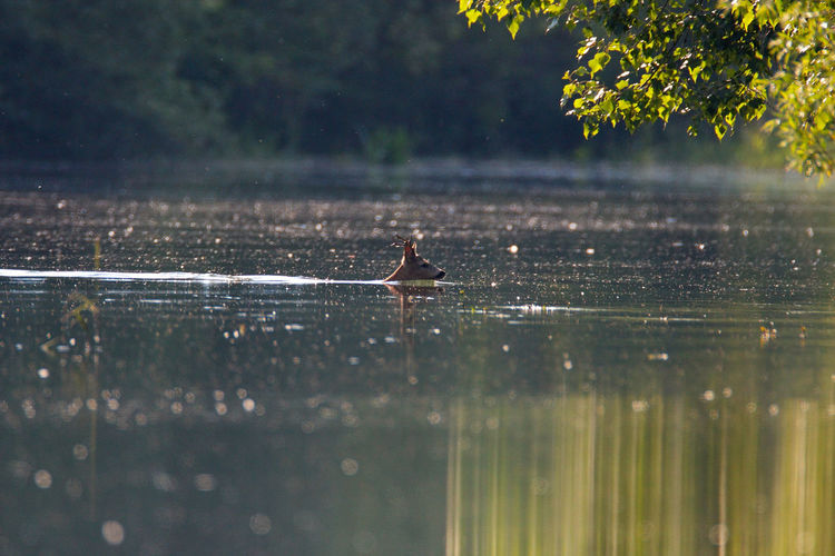 Roe deer swimming in the drava river during the flood