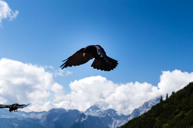 Low angle view of alpine choughs flying against sky