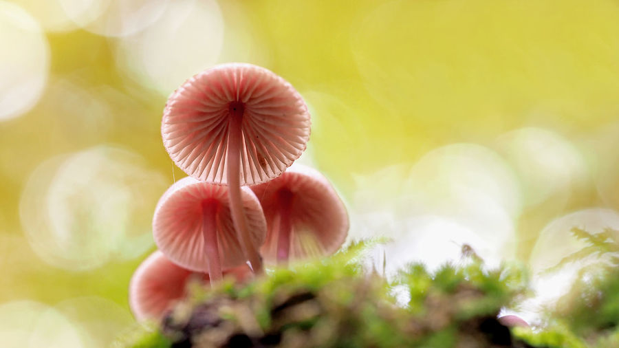 Low angle view of tree mushrooms