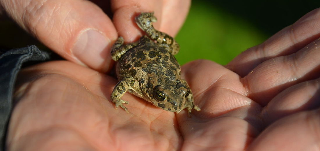 Cropped hand of person holding frog