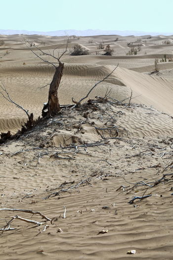 View of driftwood in desert