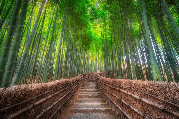 View of bamboo trees in forest