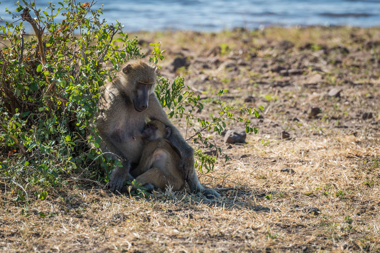 Chacma baboon with its baby in forest