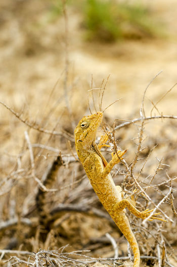 Close-up of lizard on dried plant