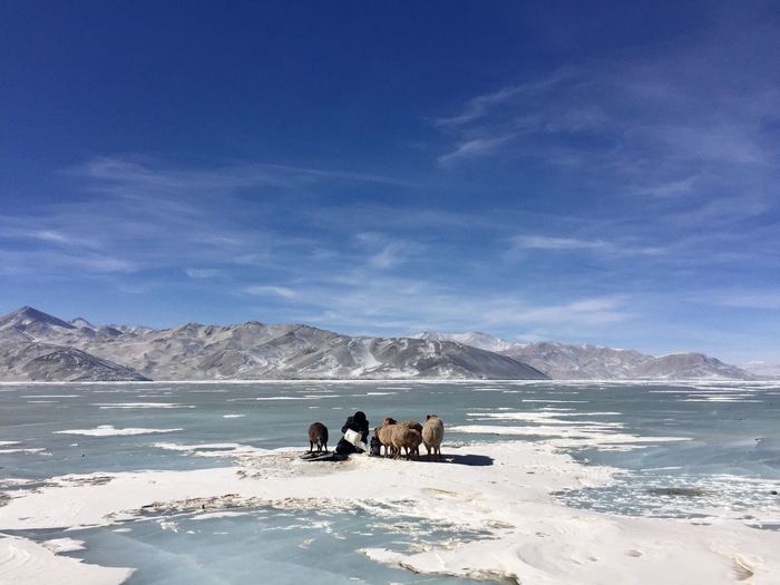 Person feeding livestock on frozen lake against sky