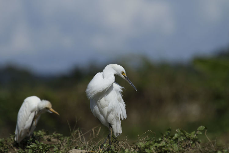 White egret in a wet farming location in search of food which could be fishes or insects