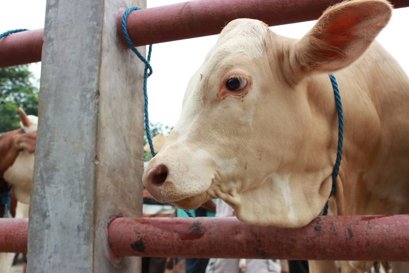 In the middle of the bustle of the animal market