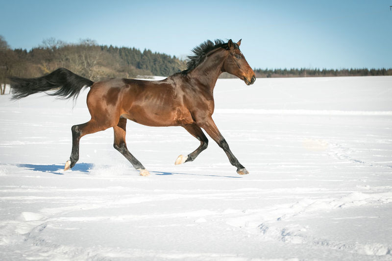 Side view of horse standing on snow field