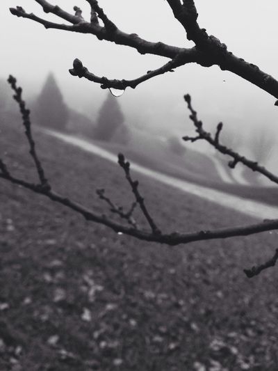 Close-up of branches against blurred background