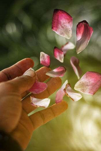 Close-up of hand holding flower petals