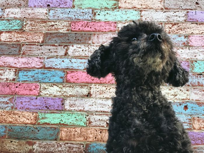 Close-up portrait of black dog against brick wall