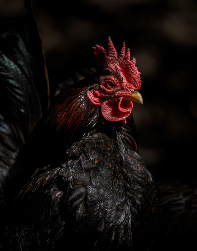Close-up of rooster
