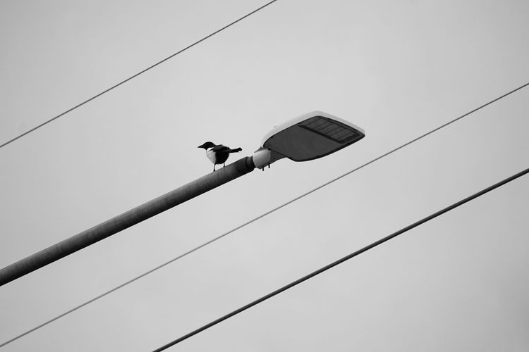 Low angle view of birds on street light 