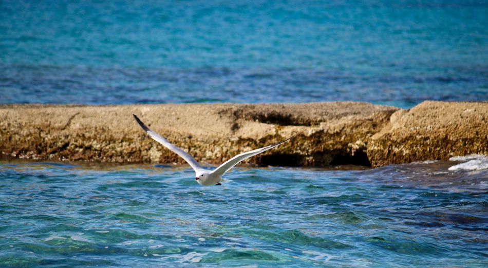 View of bird flying over sea