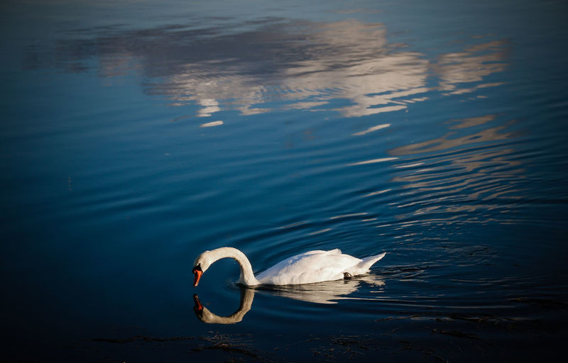 High angle view of swan swimming on lake