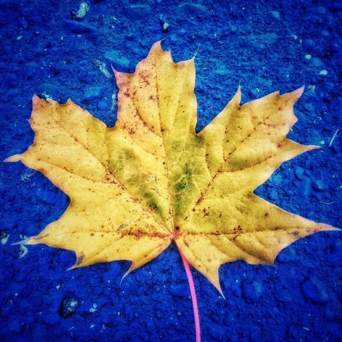 Close-up of dry maple leaf on blue surface
