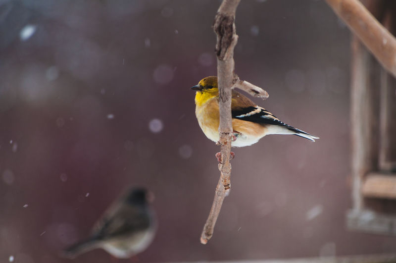 Close-up of a gold finch perching on a bare branch