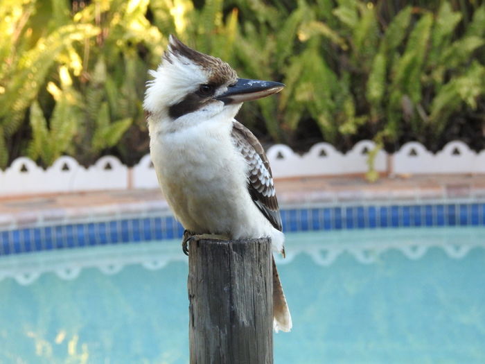 Close-up of bird perching on swimming pool