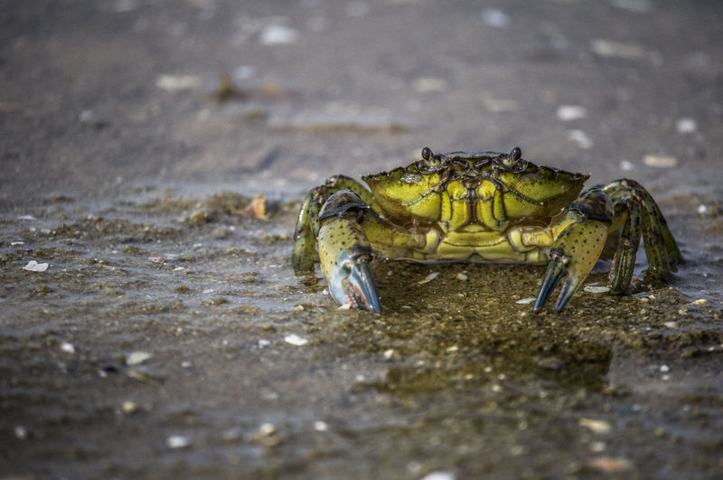 Close-up of a crab
