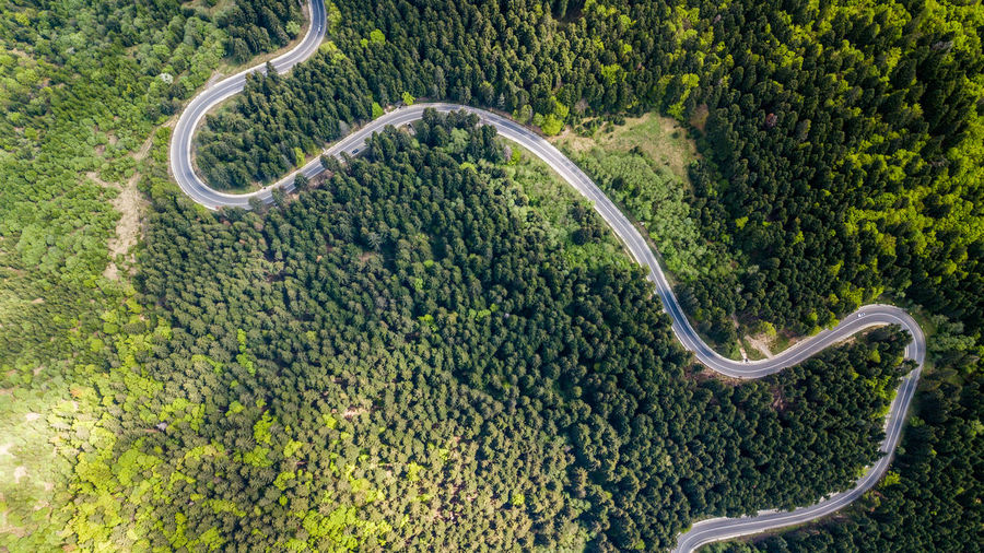 High angle view of tree by road in forest